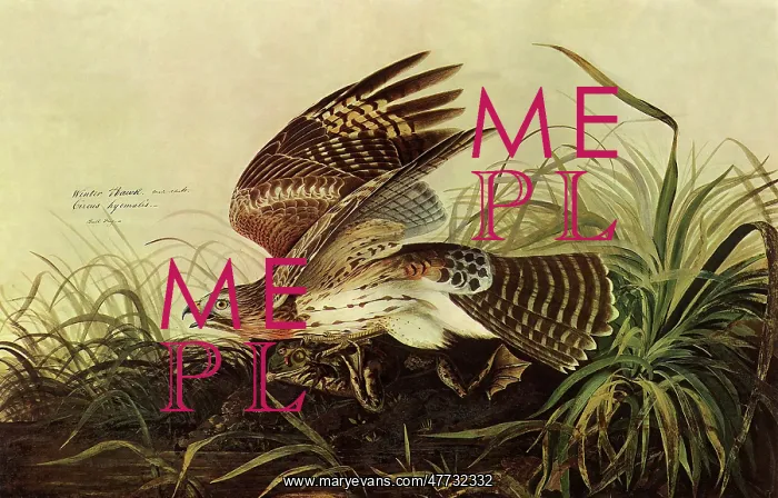  : Red-Shouldered Hawk