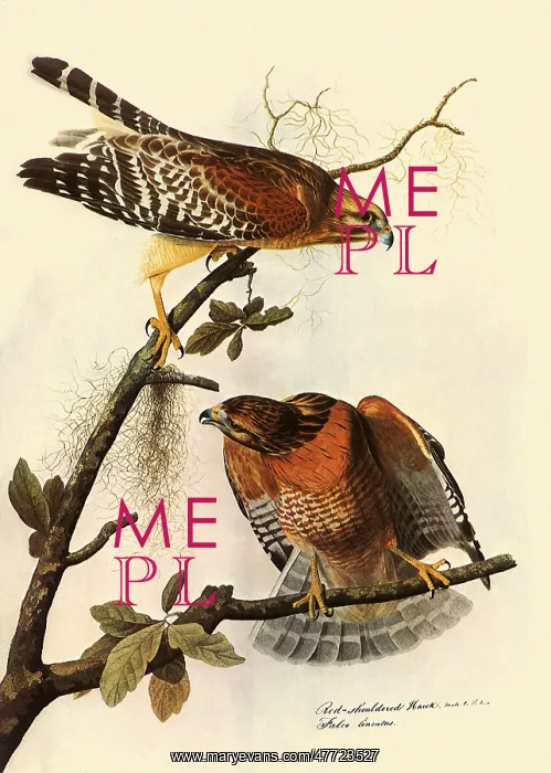  : Red-Shouldered Hawk, Buteo lineatus
