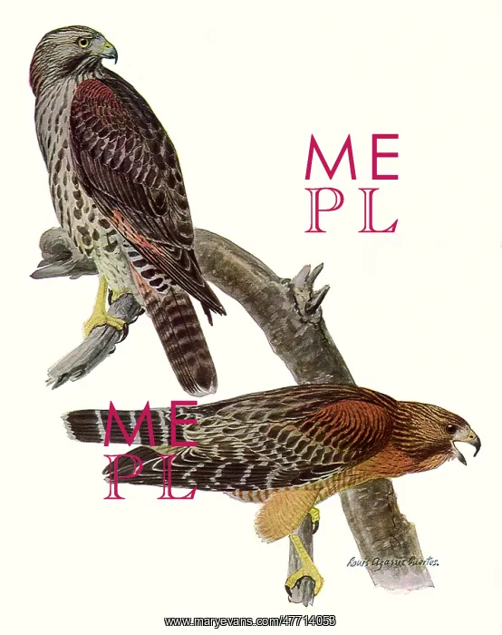  : Red-Shouldered Hawks