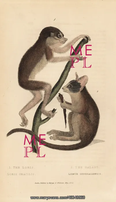 : Red slender loris : Red slender loris