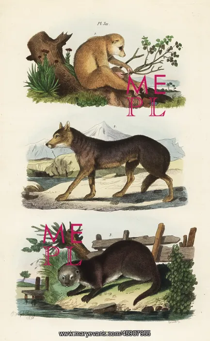 : Red slender loris, wolf and Eurasian otter : Red slender loris, wolf and Eurasian otter