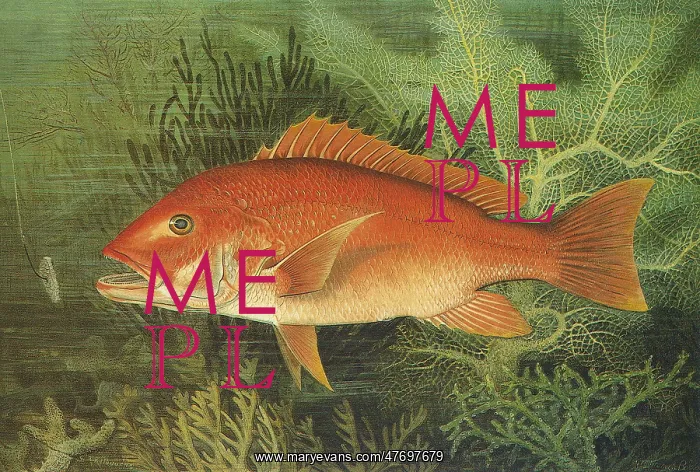  : Red Snapper