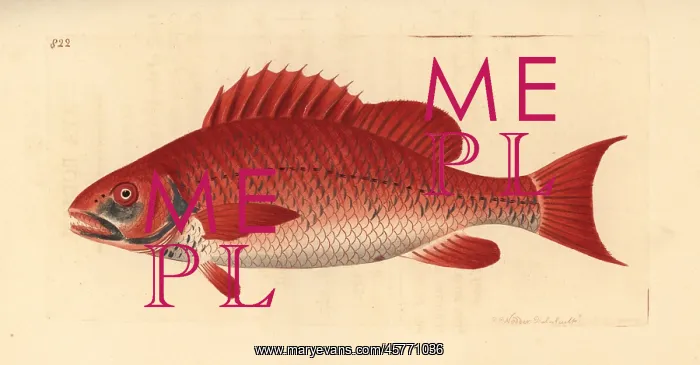 : Red snapper species, Lutjanus campechanus? : Red snapper species, Lutjanus campechanus?