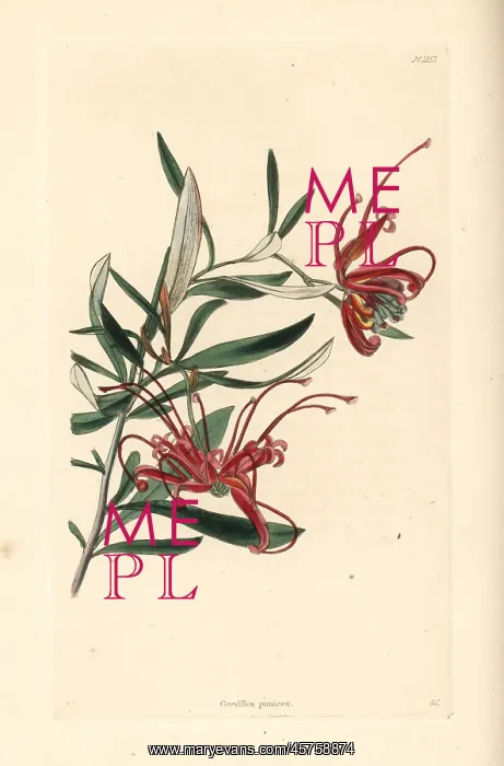 : Red spider flower, Grevillea punicea : Red spider flower, Grevillea punicea