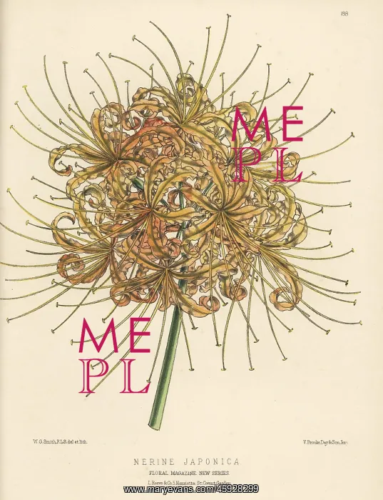 : Red spider lily, Lycoris radiata : Red spider lily, Lycoris radiata