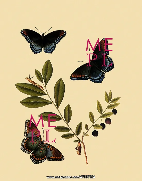 : Red-Spotted Purple Butterflies : Red-Spotted Purple Butterflies