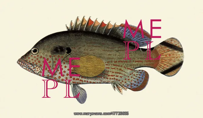  : Red-spotted Rockcod, Cephalopholis leopardus