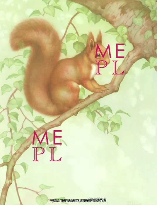  : Red Squirrel