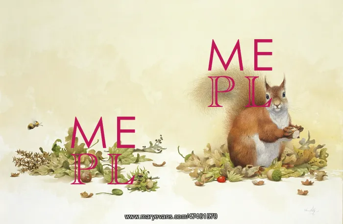 : Red Squirrel with Acorns and oak leaves : Red Squirrel with Acorns and oak leaves