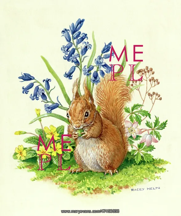 : Red squirrel with bluebells, primroses etc : Red squirrel with bluebells, primroses etc