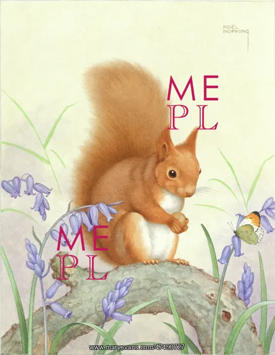  : Red Squirrel on branch, bluebells & butterfly