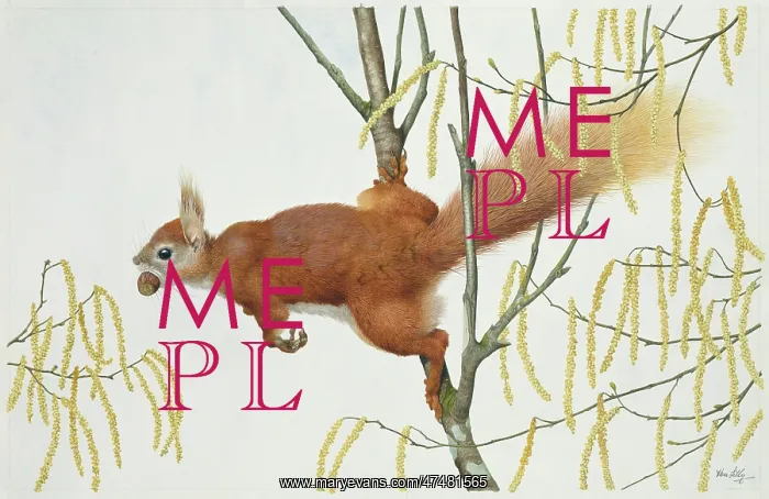 : Red Squirrel with Catkins : Red Squirrel with Catkins