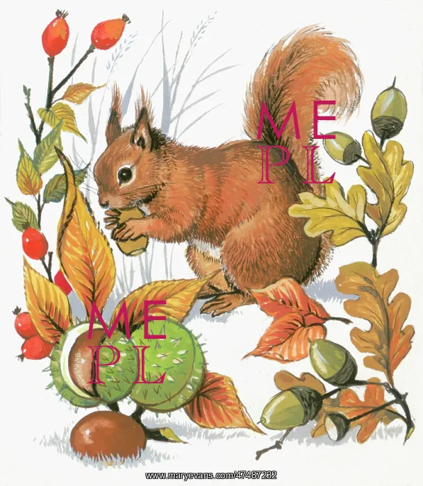 : Red Squirrel - eating nuts, with horse chestnuts, acorns, oa : Red Squirrel - eating nuts, with horse chestnuts, acorns, oa
