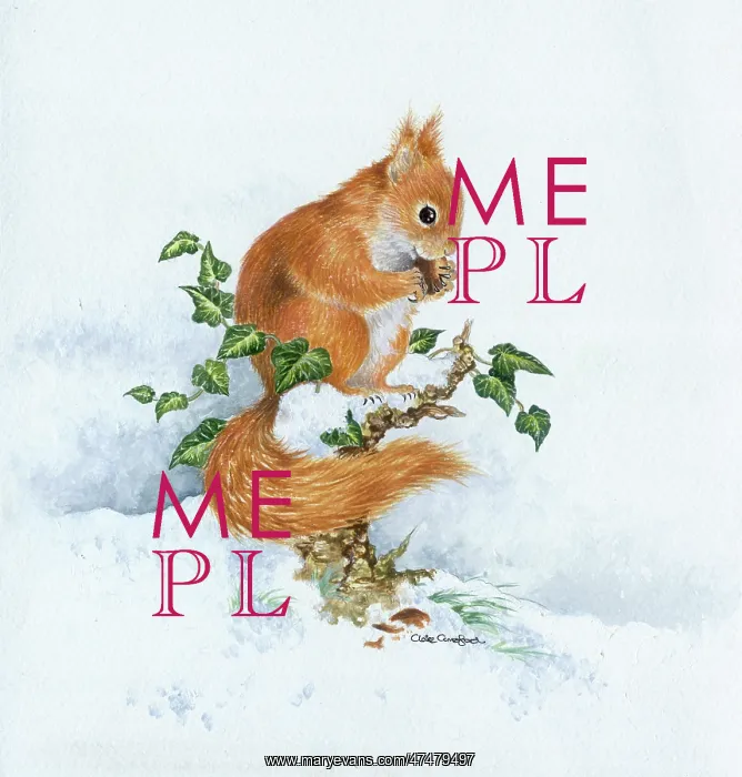  : Red squirrel with nut in snow with ivy