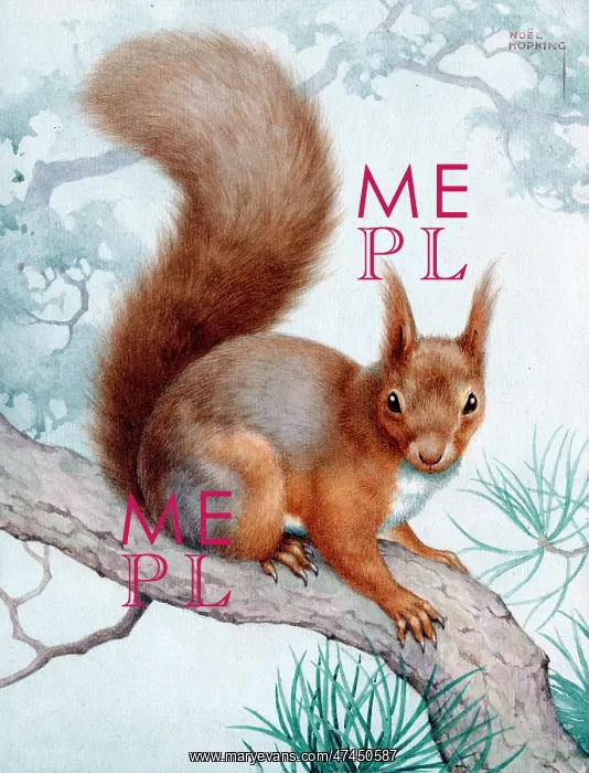  : Red Squirrel on a Pine Tree