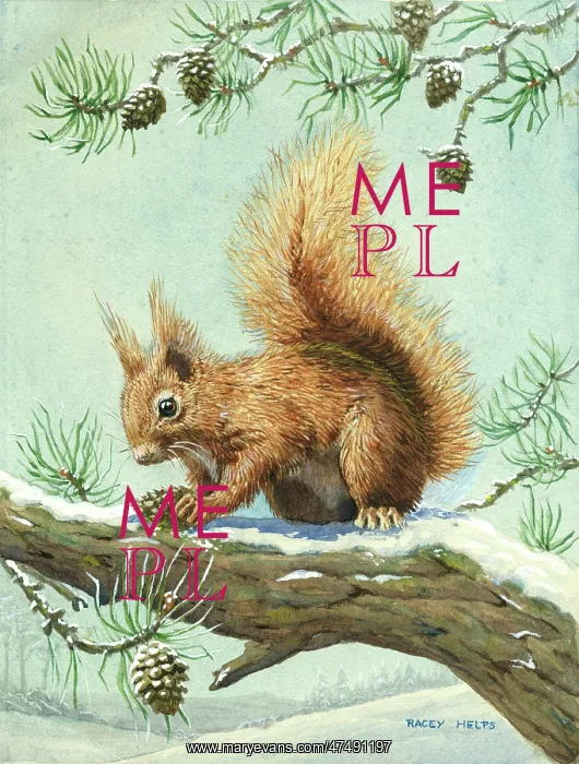  : Red squirrel on pine tree in the snow