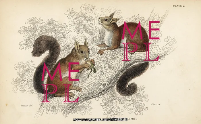 : Red squirrel, Sciurus vulgaris : Red squirrel, Sciurus vulgaris