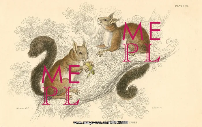 : Red Squirrel (Sciurus vulgaris), tree-living rodent : Red Squirrel (Sciurus vulgaris), tree-living rodent