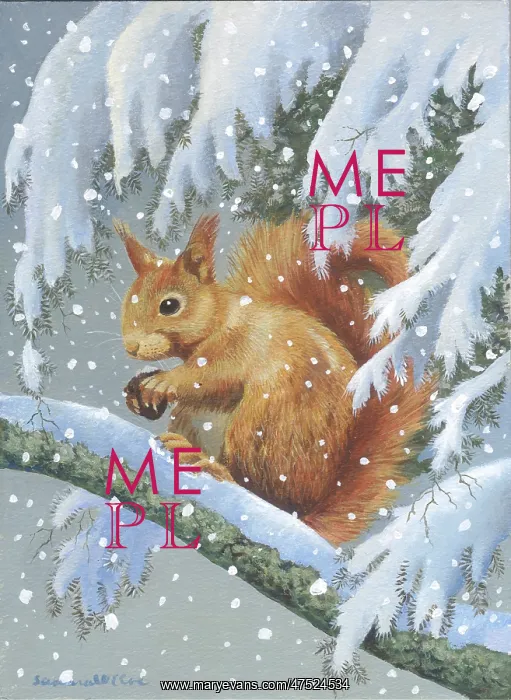 : Red Squirrel on a Snowy Fir Tree Branch : Red Squirrel on a Snowy Fir Tree Branch