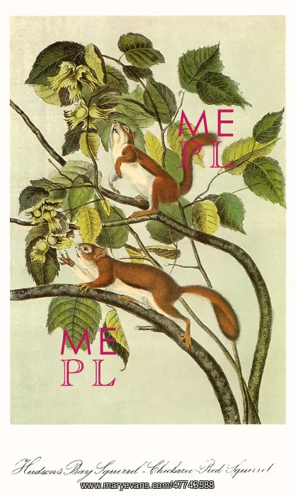  : Red Squirrels