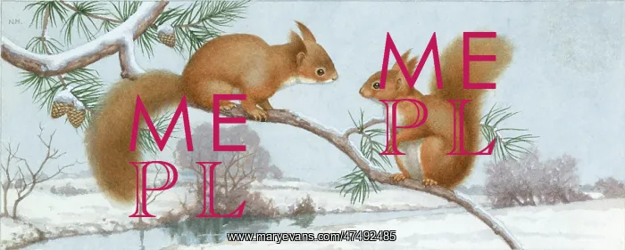 : Two red squirrels on snow-covered pine branch : Two red squirrels on snow-covered pine branch