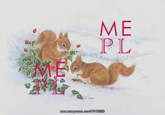  : Two red squirrels in the snow with holly and ivy