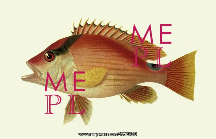  : Red-striped snapper, Lutjanus malabaricus