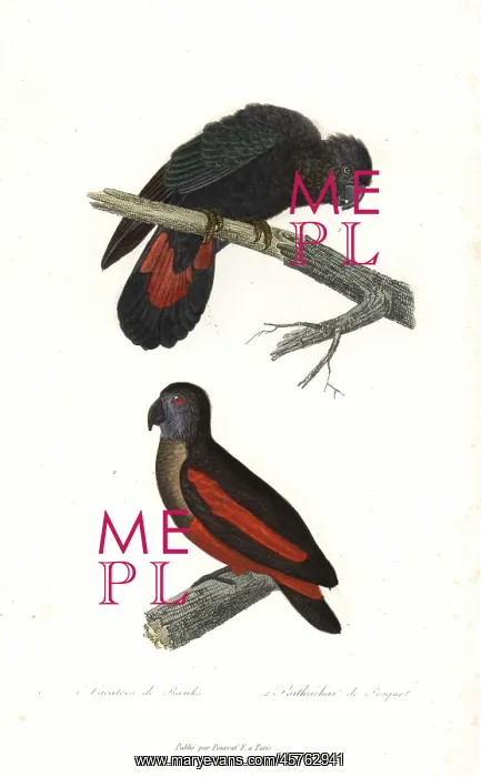 : Red-tailed black cockatoo and Pesquet's parrot : Red-tailed black cockatoo and Pesquet's parrot