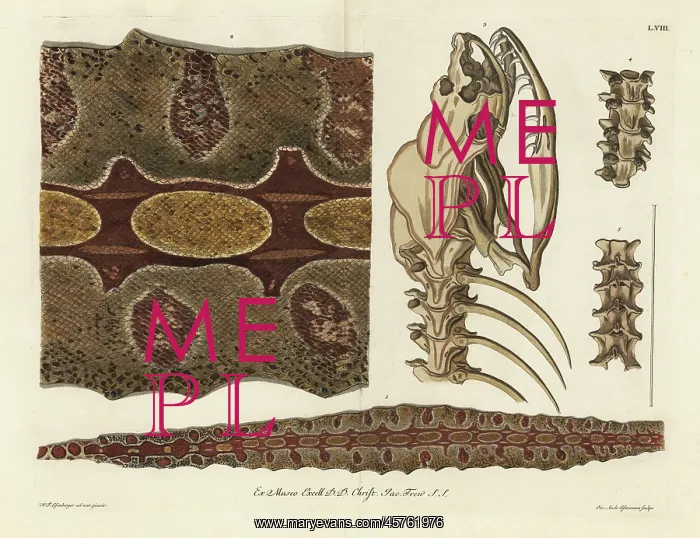 : Red-tailed boa skin, skeleton and spine : Red-tailed boa skin, skeleton and spine