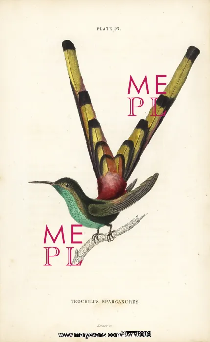 : Red-tailed comet, Sappho sparganura : Red-tailed comet, Sappho sparganura
