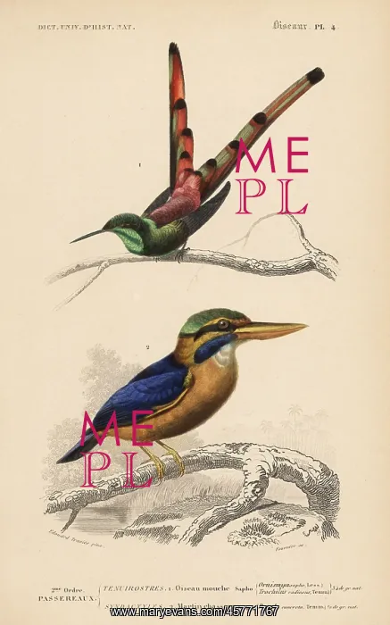 : Red-tailed comet, Sappho sparganurus, and : Red-tailed comet, Sappho sparganurus, and