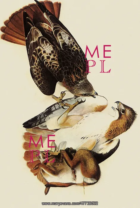  : Red-Tailed Hawks