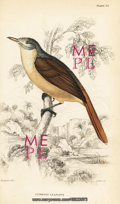 : Red-tailed leaflove, Phyllastrephus scandens : Red-tailed leaflove, Phyllastrephus scandens