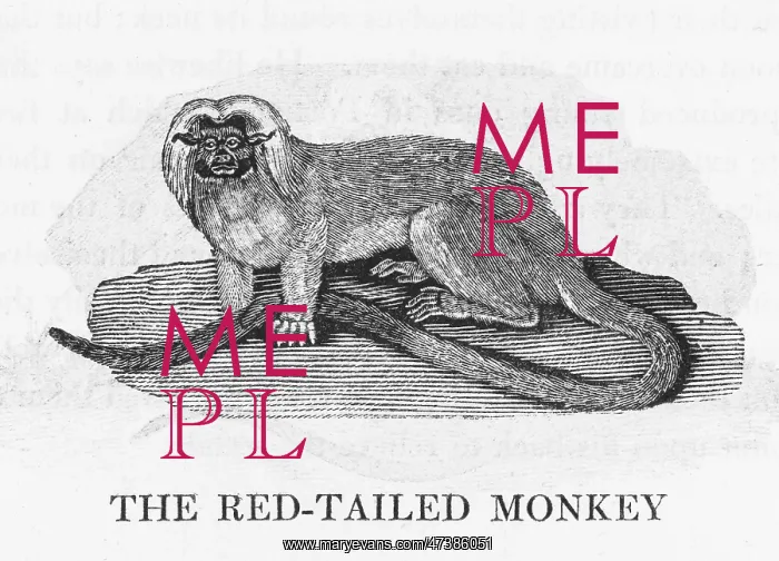 : RED-TAILED MONKEY BEWICK : RED-TAILED MONKEY BEWICK