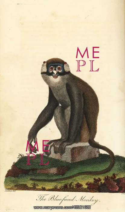 : Red-tailed monkey, Cercopithecus ascanius : Red-tailed monkey, Cercopithecus ascanius
