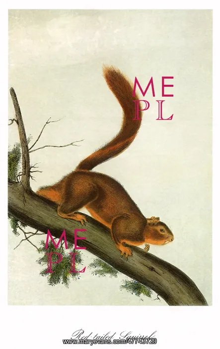  : Red-Tailed Squirrel