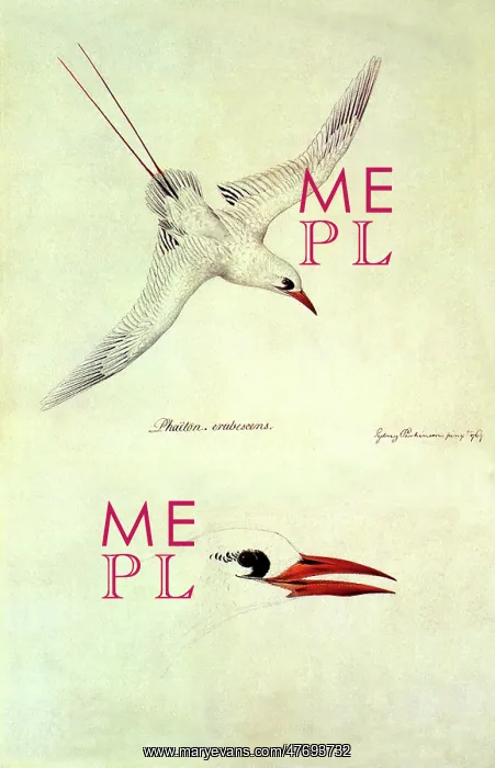 : Red-Tailed Tropicbird, Phaethon rubricauda : Red-Tailed Tropicbird, Phaethon rubricauda