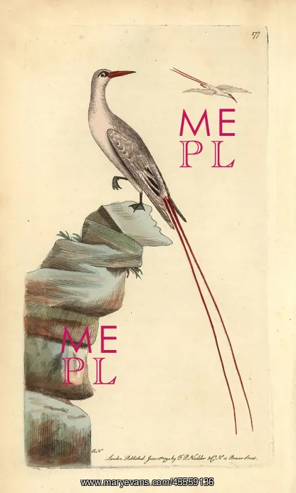 : Red-tailed tropicbird, Phaeton rubricauda : Red-tailed tropicbird, Phaeton rubricauda