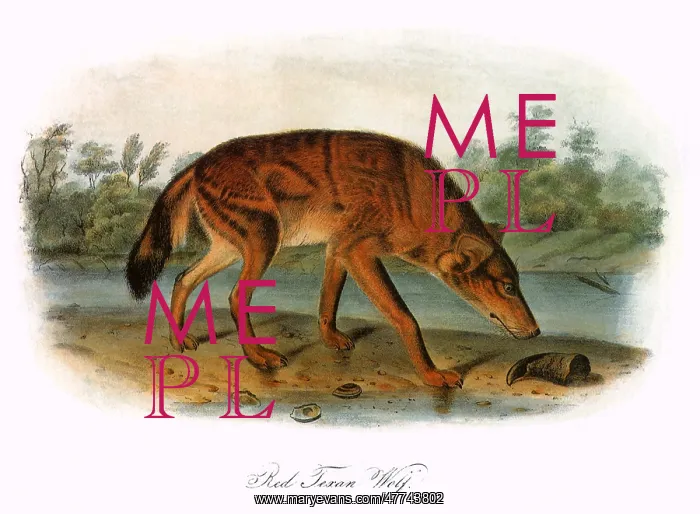 : Red Texan Wolf