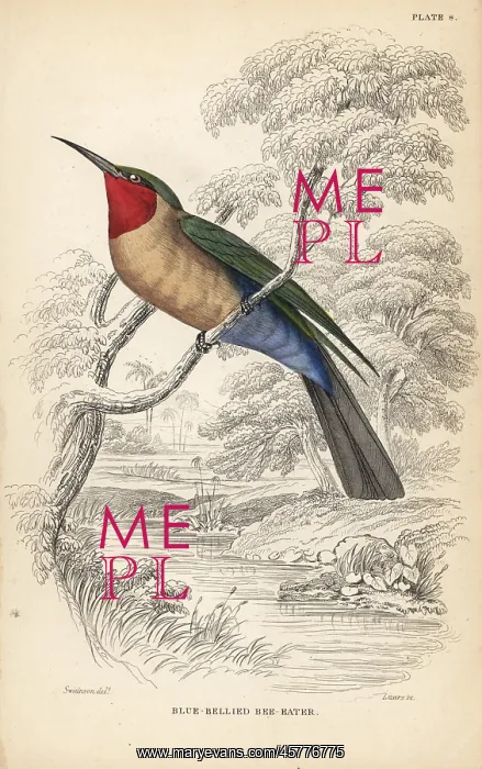 : Red-throated bee-eater, Merops bulocki : Red-throated bee-eater, Merops bulocki