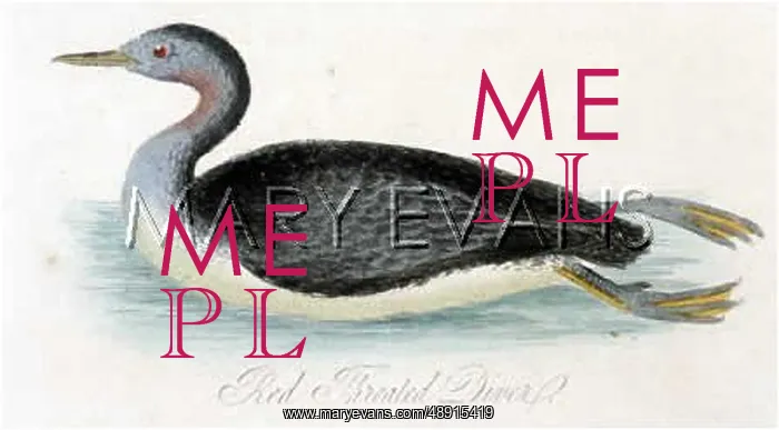  : RED-THROATED DIVER