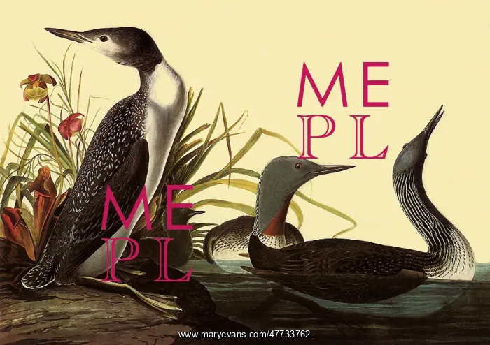  : Red-Throated Loon