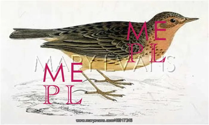  : RED-THROATED PIPIT)