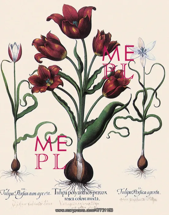 : Red Tulips : Red Tulips