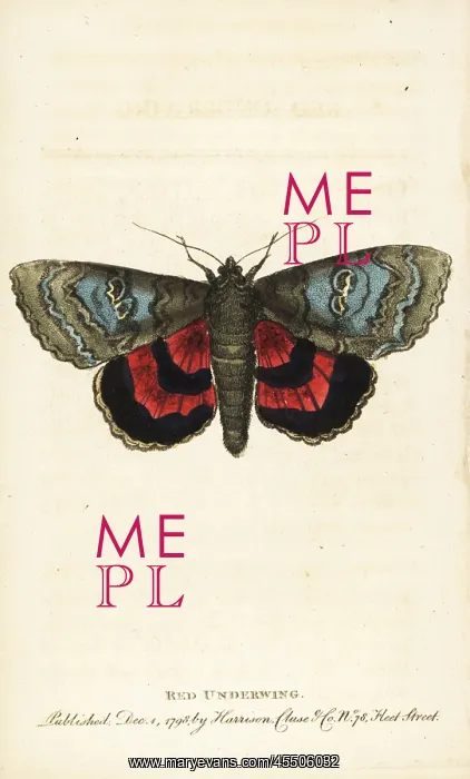 : Red underwing, Catocala nupta : Red underwing, Catocala nupta