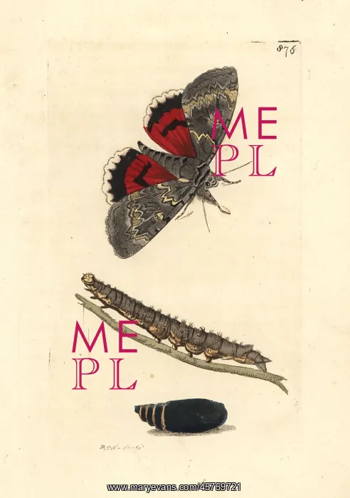 : Red underwing moth, Catocala nupta : Red underwing moth, Catocala nupta