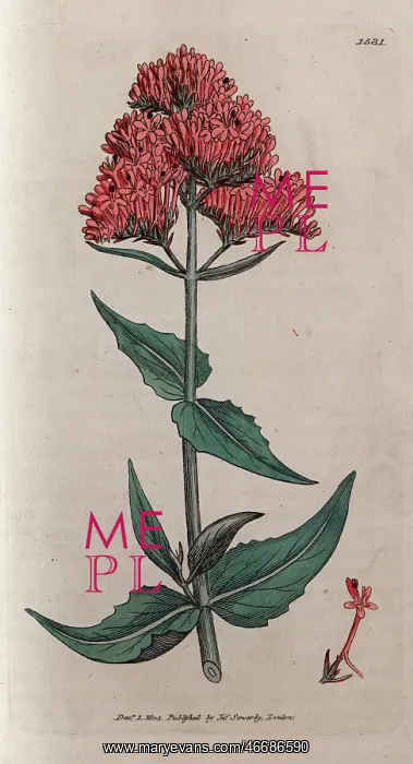: Red valerian : Red valerian