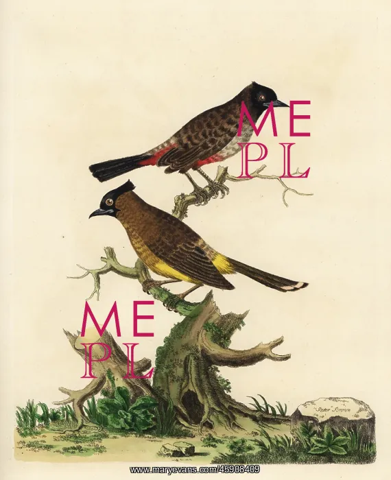 : Red-vented bulbul and white-spectacled bulbul : Red-vented bulbul and white-spectacled bulbul