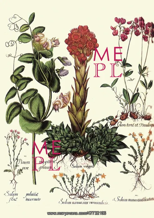  : Red, Violet, and Pink Flowers