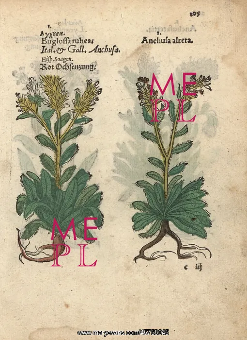 : Red viper's bugloss, Echium wildpretii, and : Red viper's bugloss, Echium wildpretii, and
